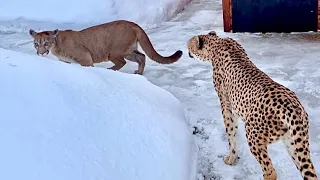 Puma Messi called cheetah Gerda for a walk! It's been a long time since cats have walked together!