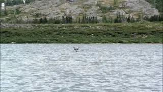 Caribou crossing, Leaf River Estuary Lodge