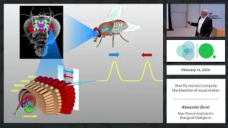 How fly neurons compute the direction of visual motion