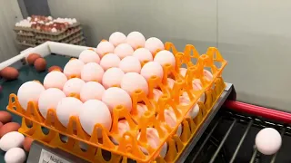 Ферма в Германии.Сортировка яйца.