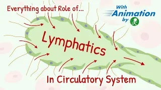 Structure of Lymphatic Channels & Physiology of Lymph flow | Role of Lymphatic System in Circulation
