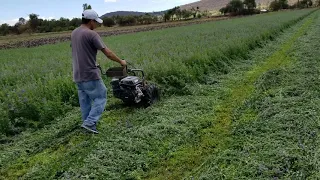 Segadora de alfalfa Rapid Rex