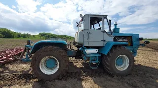 культиваця пид посив 10.05.2023 хтз т150к моща🚜💪