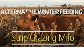 Strip Grazing Milo: An Alternative Winter Feeding