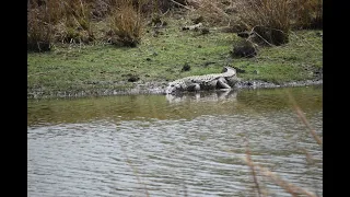 KILLER CROCODILE OF RANTHAMBORE NATIONAL PARK @ SAWAI MADHOPUR RAJASTHAN#GIANT CROCODILE #CROCODILE