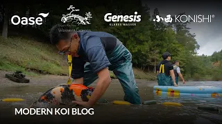 Modern Koi Blog #6231 - Live aus Japan: Das Abfischen des Naturteichs Nagatani