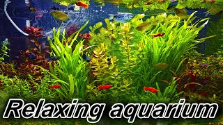 Relaxing aquarium 4K! Красивые аквариумы с рыбками 4К