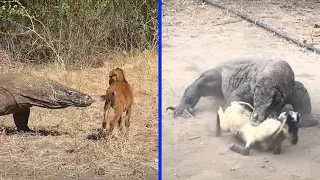 Incredible Skill 14, How a dragon reptile called Komodo eats food