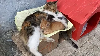 The mother gives milk to the kittens. Cute kittens drinking milk. 🥰❤