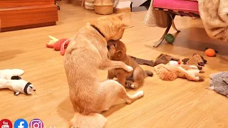 the way mom lays her paw over him is so precious 💕