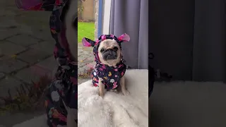 My pug does NOT want to POOP in the RAIN ☔️💩 #dog #shorts #funny (audio credit: @kiwibugthepug)