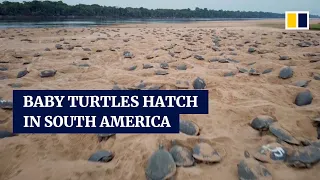 Thousands of baby turtles hatch in world’s largest single assembly of turtles