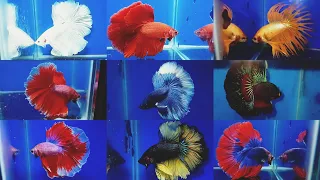 BETTAS(Longtail)