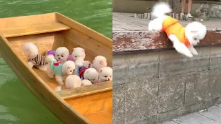 Tik Tok Chó Phốc Sóc Mini - Funny and Cute Pomeranian Videos 😍 #10