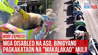 Woof express takes disabled dogs for a ride! | GMA Integrated Newsfeed