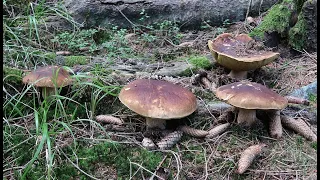 Markéta Vlčková - Jak hledat a sbírat houby