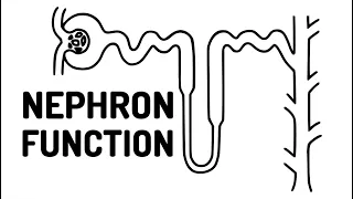 FUNCTION OF THE NEPHRON made easy!!