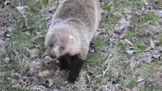 アナグマが寄ってきた／Japanese badger coming to me