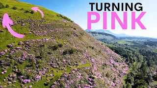 Scotland's Mountains are Turning Pink - here's why