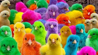 Ayam Lucu, ayam warna warni, ayam rainbow, kelinci lucu, bebek lucu, ikan koi, Hewan Lucu