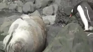 innocent baby penguin 👀👀