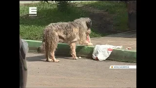 Прохожие жалуются на нападения агрессивных собак в Солнечном