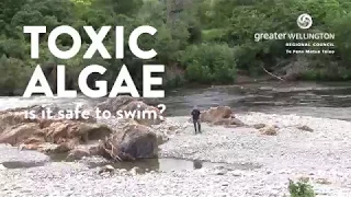 Toxic Algae - is it safe to swim?