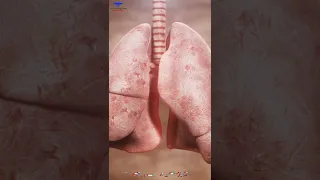 The respiratory system 🫁 3D animation 🩺..