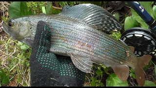 10дней в глухой тайге Хакасии. (grayling fishing in the wild Siberian forest. wildlife)