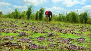 Collection 5 Video Catching Crabs - A Fisherman Finding At Rice Field & Catch A Lot Of Crabs