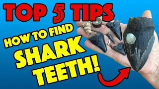 HOW TO FIND SHARK TEETH  [Top 5 Tips]  PROFESSIONAL ADVICE!!