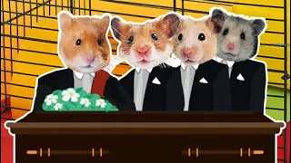 Funny Hamsters - Coffin Dance Meme Song Cover