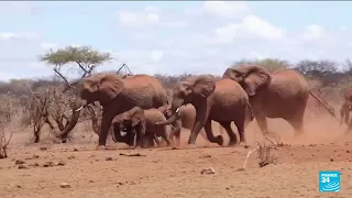 Hundreds of animals die in Kenyan wildlife preserves amid region’s worst drought in decades