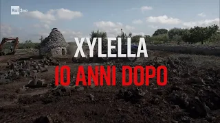 Xylella 10 anni dopo - PresaDiretta 02/10/2023