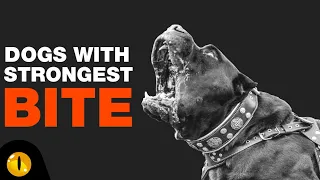 TOP 10 DOGS WITH STRONGEST BITE FORCE