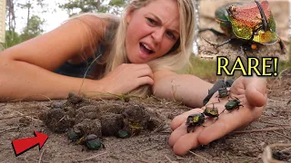 We FOUND America's RAREST Dung Beetle in Our DOG'S POOP!!!!! UNBELIEVABLE!