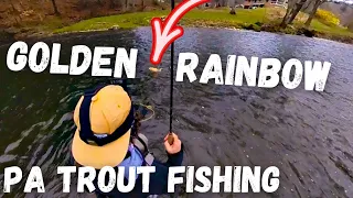 PA GOLDEN Rainbow on the Fly Rod (April Trout Fishing 2024)