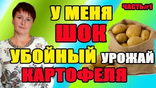 Убойный урожай картофеля. Часть 1. Как выкопать картофель без лопаты.