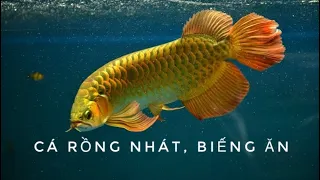 CÁ RỒNG NHÁT, BIẾNG ĂN - Những vấn đề cần lưu ý