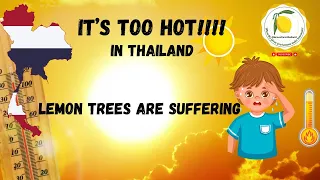 THAILAND HEATWAVE!!!!. A catch-up on what is happening down on the farm. คลื่นความร้อนประเทศไทย!!!!.