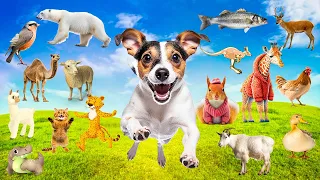 A Compilation of Amazing Animal sounds with Relaxing Music- chicks, Cat, Dog, Monkey | Animal Noises