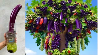Unique Technique: for grafting eggplant with grapes fruits Using Aloe Vera Gat amazing results
