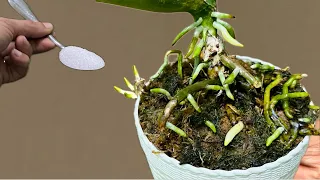 Just sprinkle 1 spoon! Suddenly the orchid revived many strange roots
