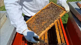 Pčelarstvo-radnje koje trebamo obaviti u Martu