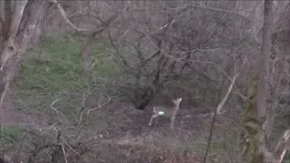 Bow Hunting Solo Film Buck Down