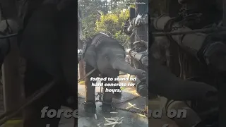 Elephants Used in Shrine Circuses Face Lifetime Abuse #shortsvideo