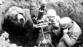 The Heart Melting Story Of The Soldier Bear