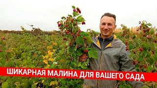 Шикарная малина для вашего сада