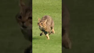 cat's playing in football pitch 👍👍