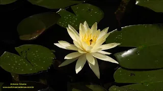 Ninfeia amarela (Nymphaea) JD Botânico SP 8 12 2020 Antonio Silveira